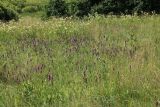 Betonica officinalis