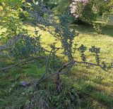 Colletia paradoxa. Вегетирующее деревце. Абхазия, г. Сухум, Ботанический сад. 13.08.2024.