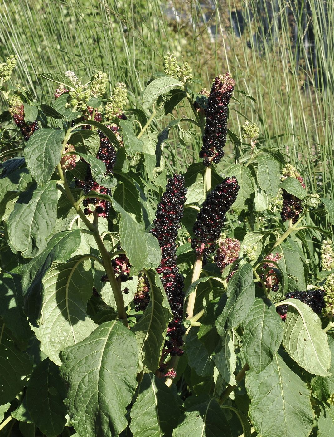 Image of Phytolacca acinosa specimen.