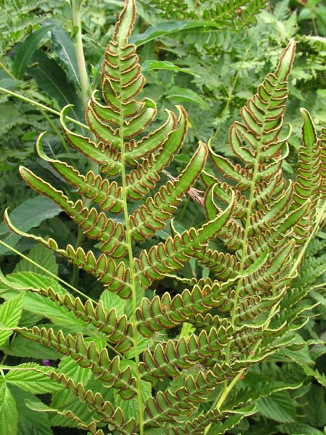 Изображение особи Pteridium pinetorum.