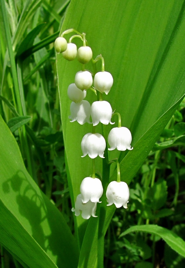 Изображение особи Convallaria majalis.