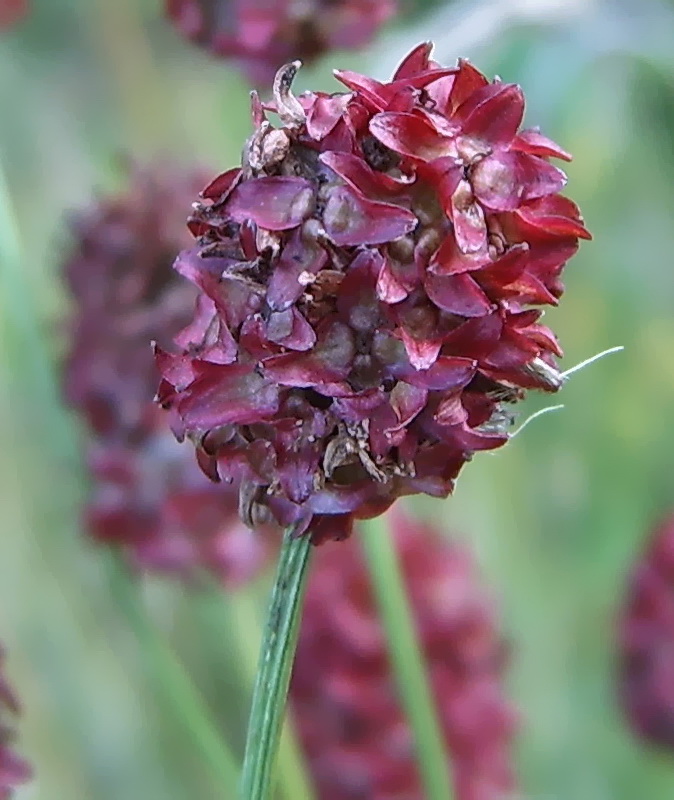 Image of Sanguisorba officinalis specimen.