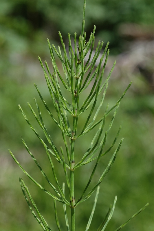 Image of Equisetum arvense specimen.