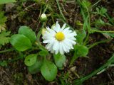 Bellis perennis