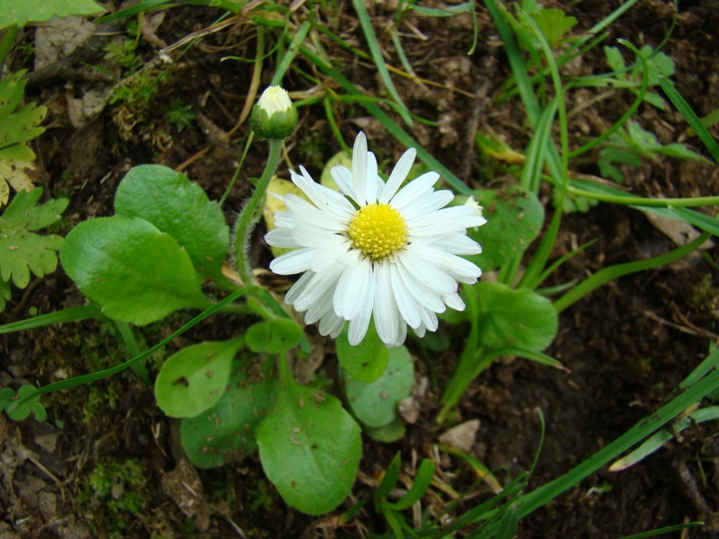 Изображение особи Bellis perennis.