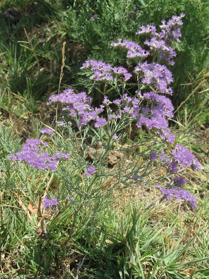 Изображение особи Limonium otolepis.