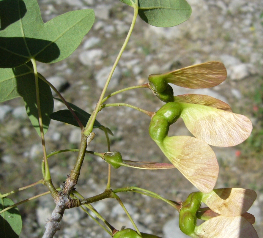 Image of Acer turcomanicum specimen.