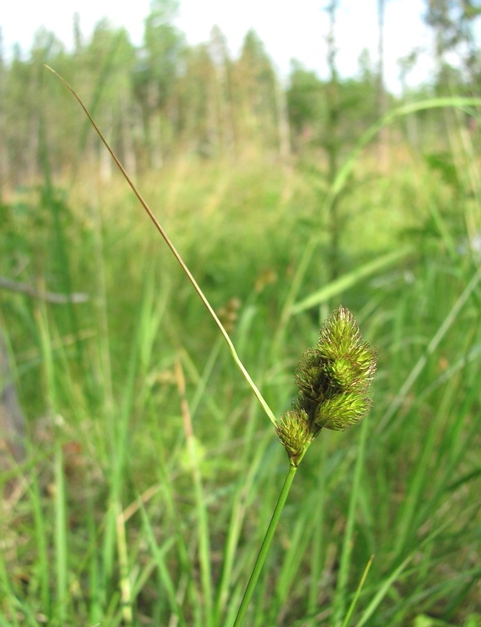 Image of Carex leporina specimen.