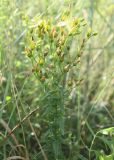 Hypericum elegans