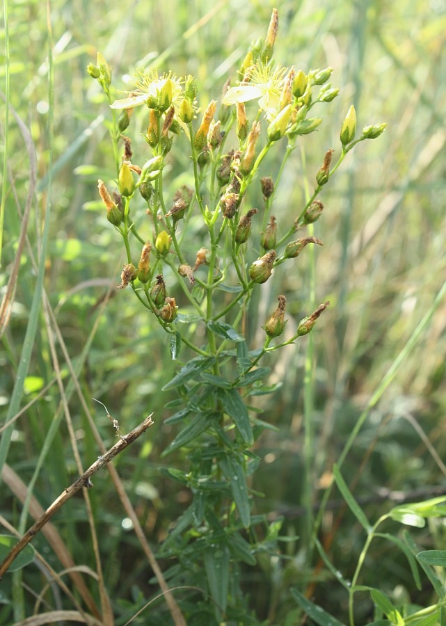 Изображение особи Hypericum elegans.