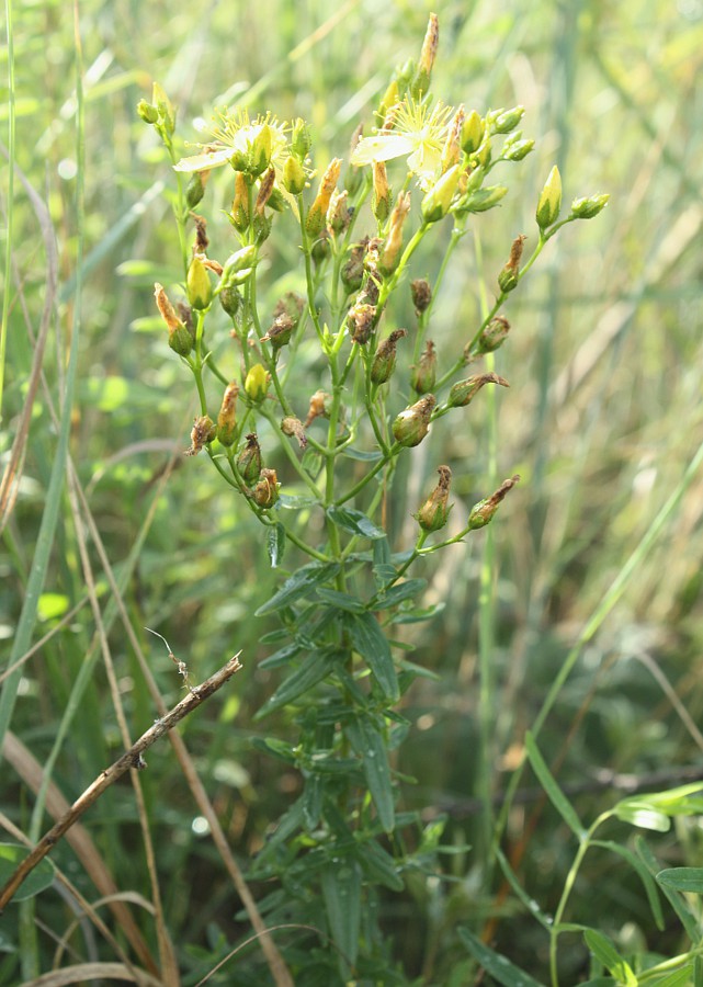 Image of Hypericum elegans specimen.