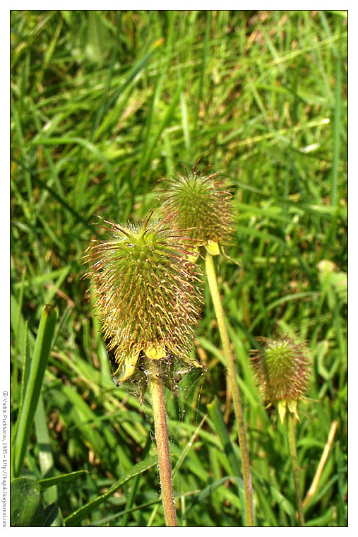 Изображение особи Geum aleppicum.