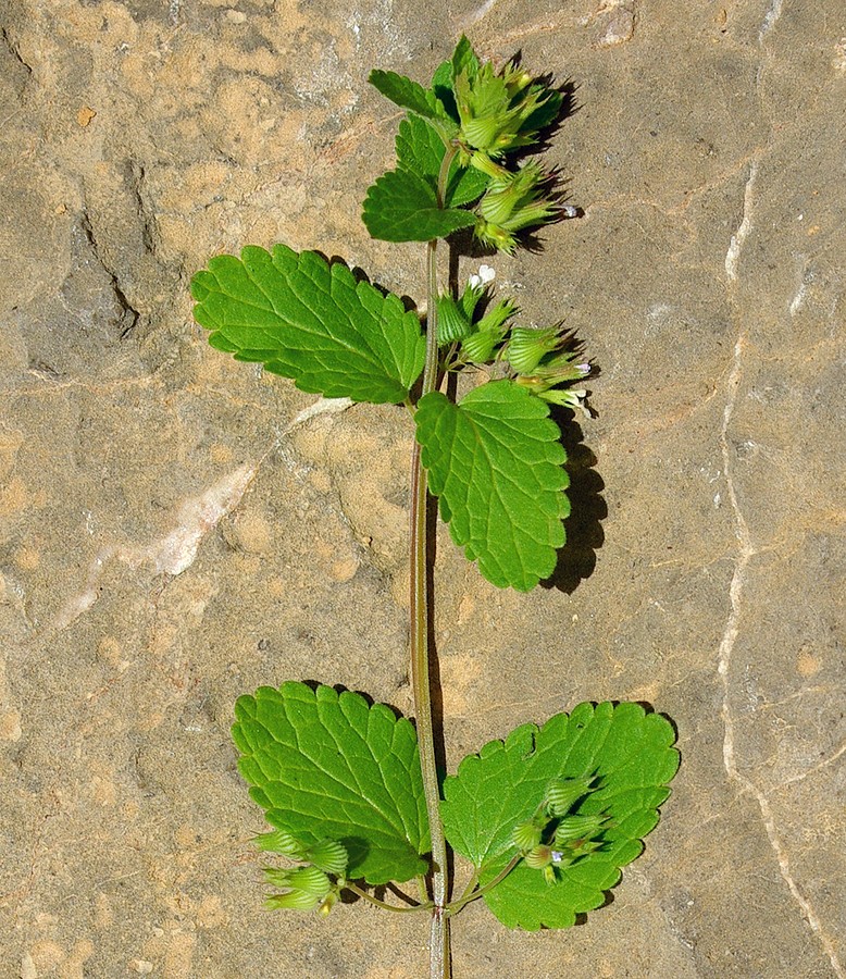 Image of Drepanocaryum sewerzowii specimen.