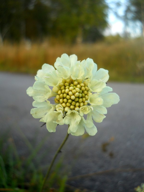 Изображение особи Scabiosa ochroleuca.