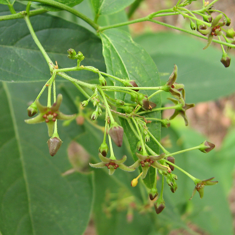 Image of Vincetoxicum scandens specimen.