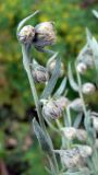 Artemisia sericea