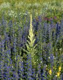 Verbascum densiflorum. Молодое растение. Воронежская обл., Павловский р-н, окр. с. Михайловка (Шипов лес). 17.06.2011.