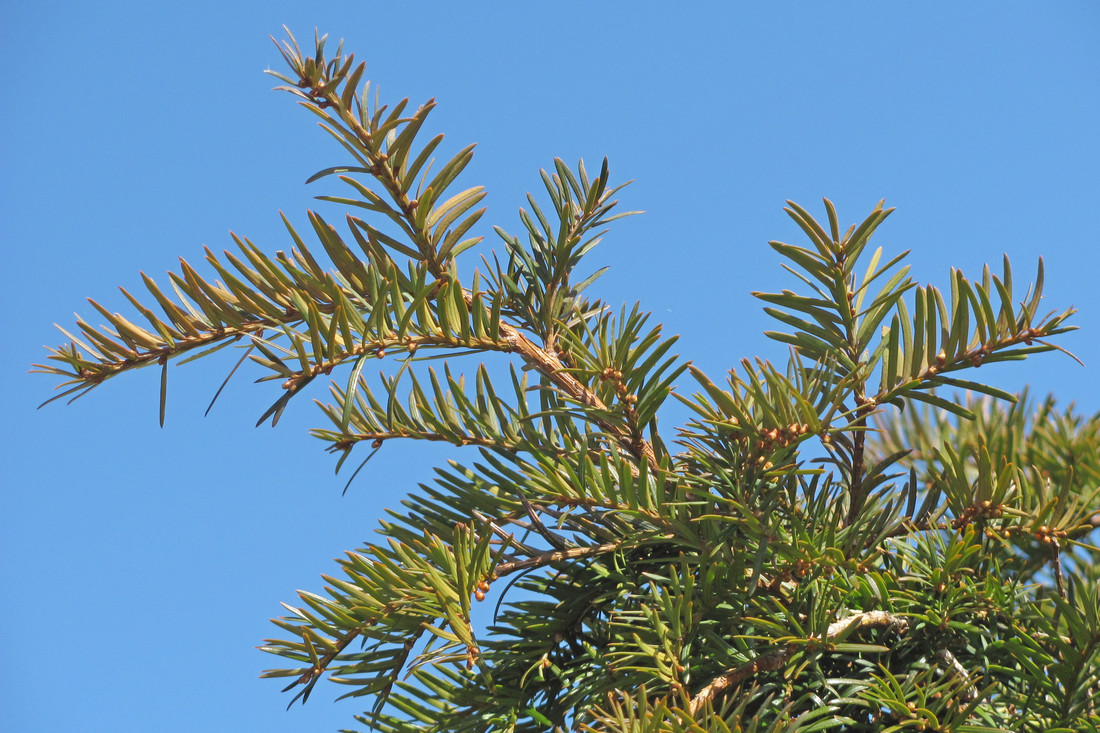 Изображение особи Taxus baccata.