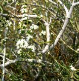 Acanthophyllum mucronatum. Ветви в средней части растения. Копетдаг, Чули. Июнь 2011 г.
