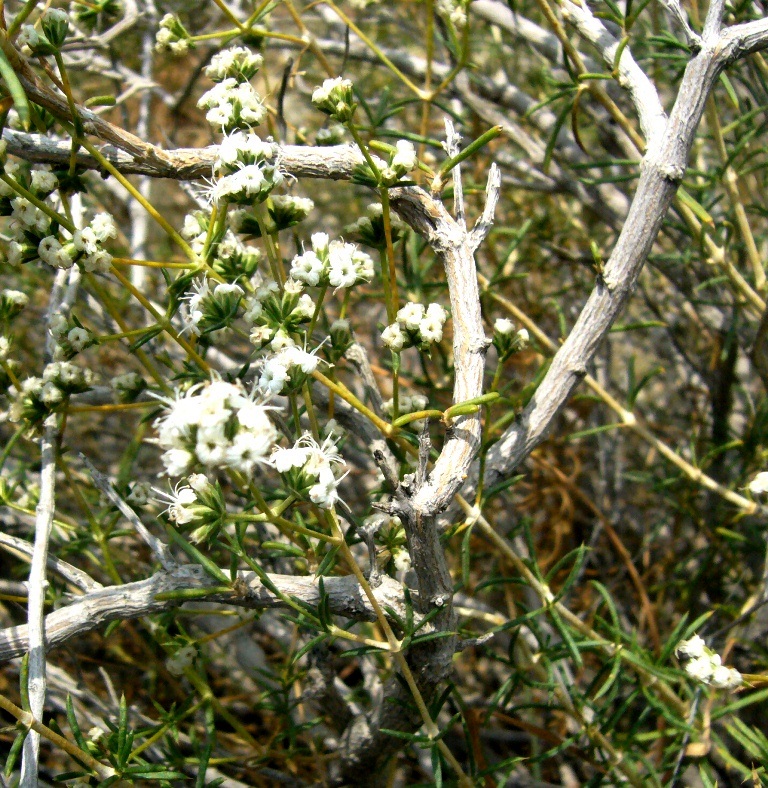 Изображение особи Acanthophyllum mucronatum.