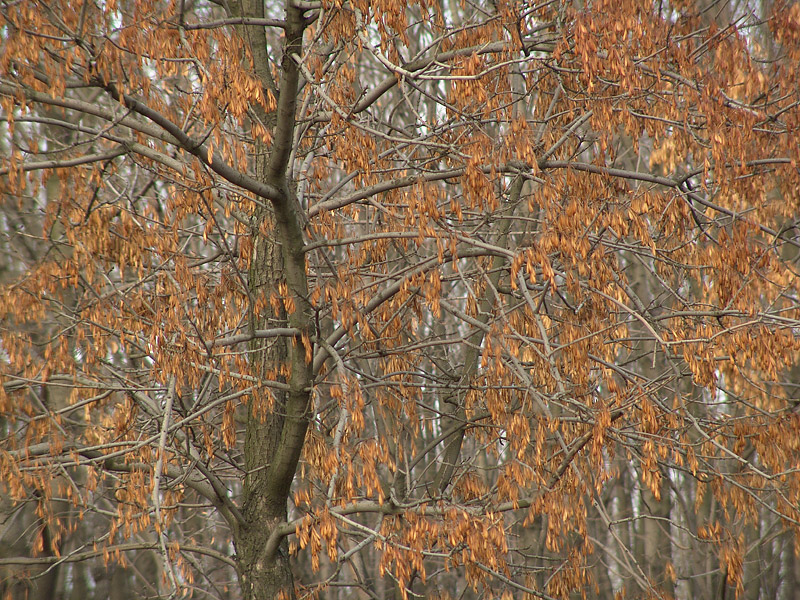 Image of Fraxinus excelsior specimen.