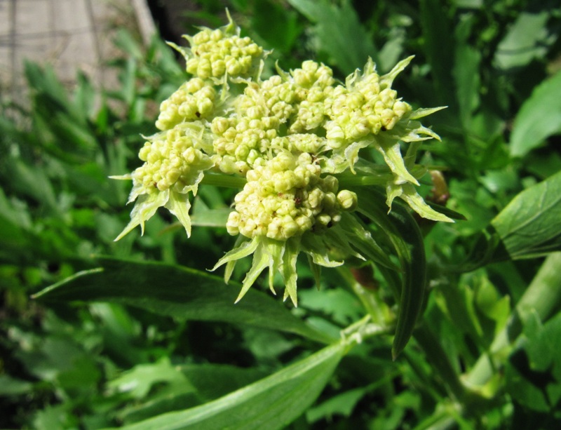 Image of Levisticum officinale specimen.