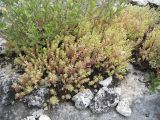 Sedum hispanicum