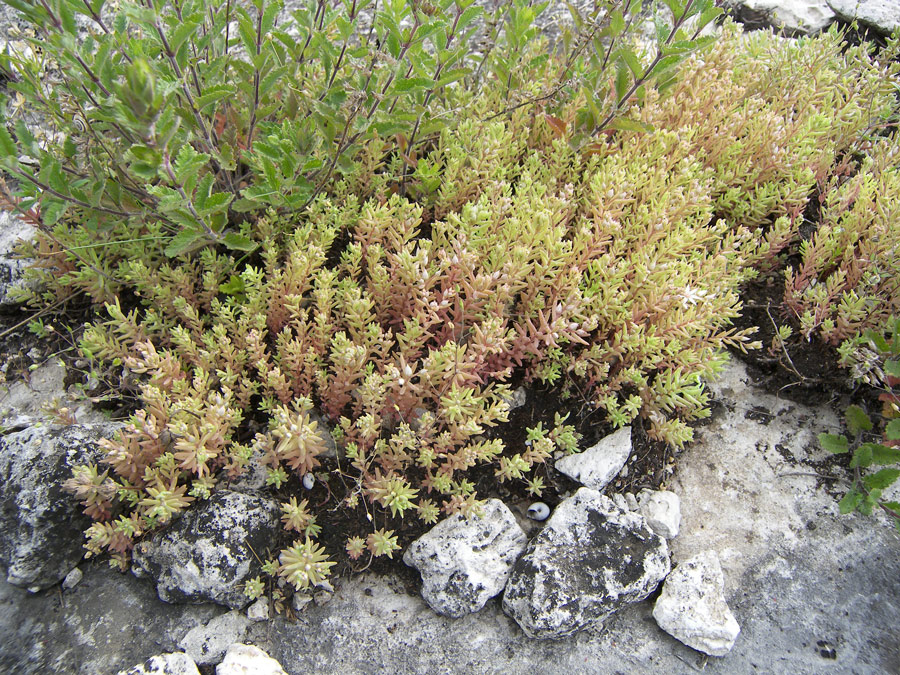 Image of Sedum hispanicum specimen.