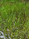 Juncus ambiguus. Цветущие растения в канаве с медленно текущей водой. Нидерланды, провинция Groningen, Haren. 27 июля 2008 г.