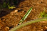 Brassica sisymbrioides. Часть стебля со стеблевым листом и бутоном в его пазухе. Израиль, Шарон, г. Герцлия, рудеральное местообитание. 04.02.2012.