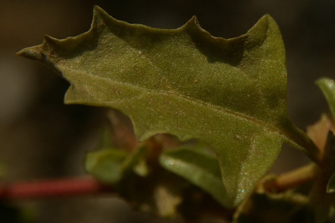 Image of Atriplex tatarica specimen.