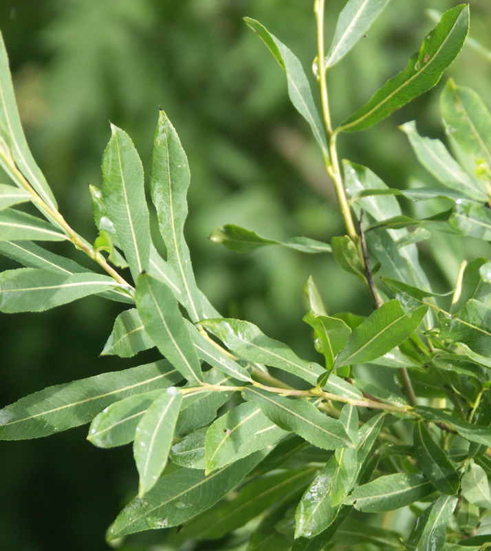 Image of Salix purpurea specimen.