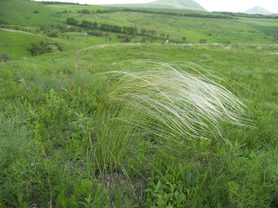 Image of Stipa pulcherrima specimen.