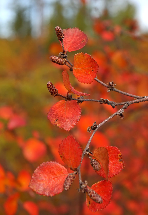 Изображение особи род Betula.