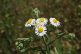 Erigeron annuus