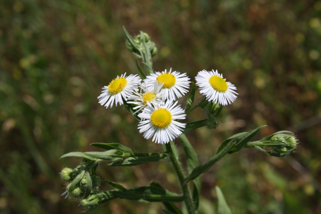 Image of Erigeron annuus specimen.