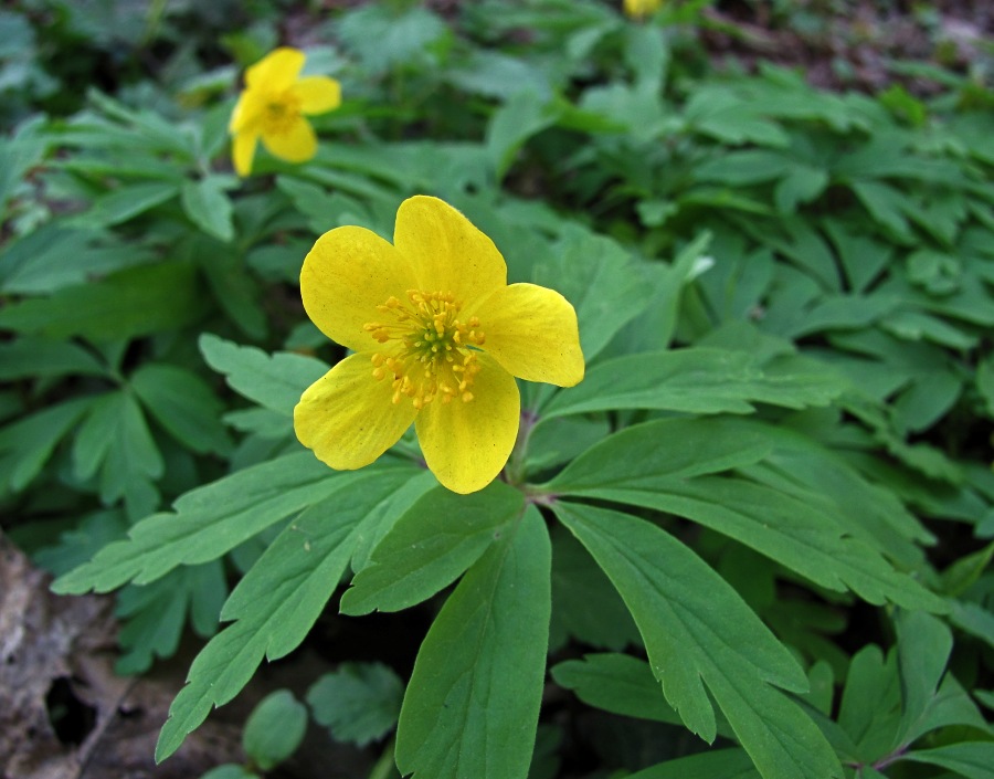 Image of Anemone ranunculoides specimen.