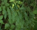 Vicia sepium