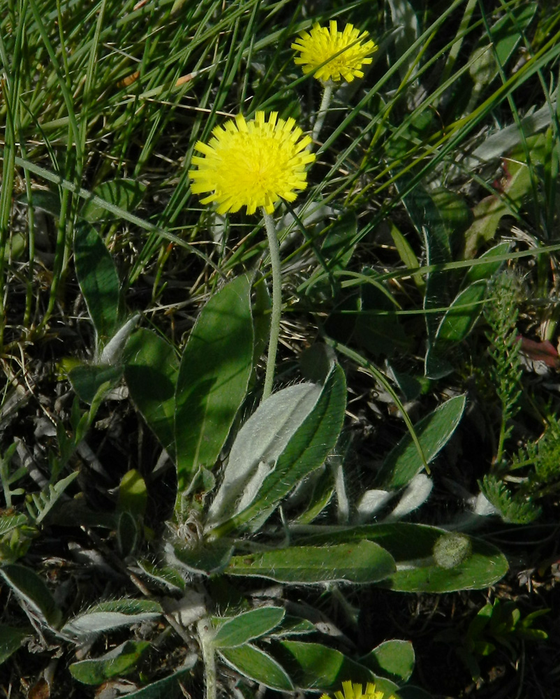 Изображение особи Pilosella officinarum.