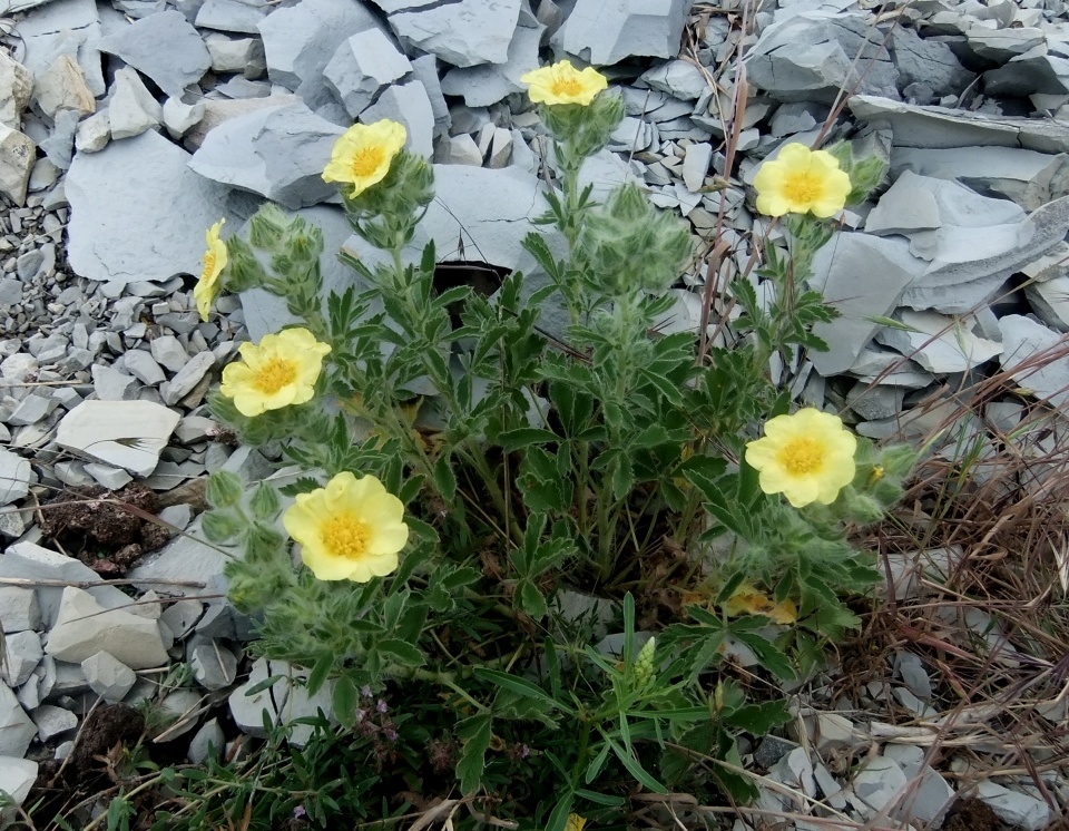 Изображение особи Potentilla astracanica.