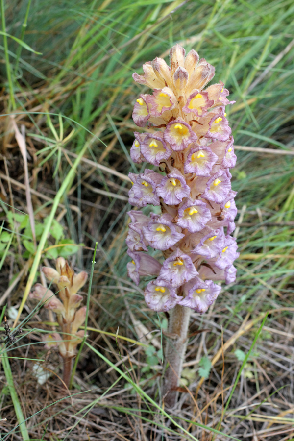 Image of Orobanche gigantea specimen.