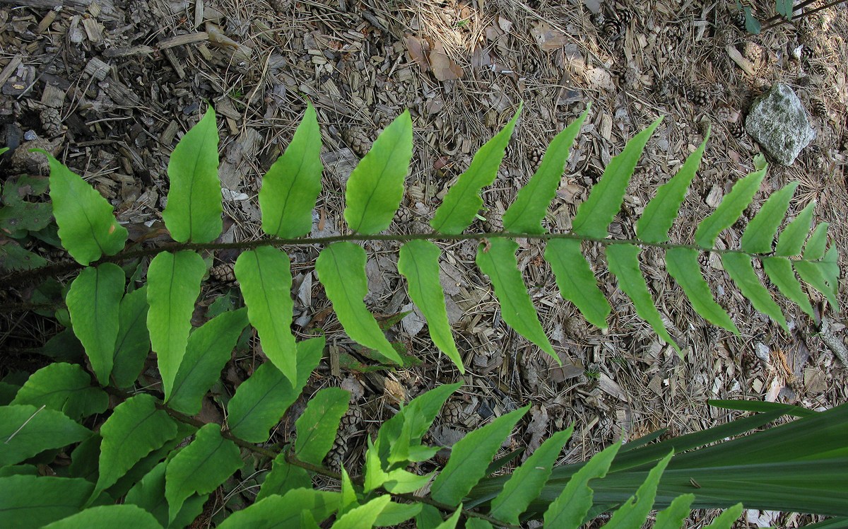 Image of Cyrtomium fortunei specimen.