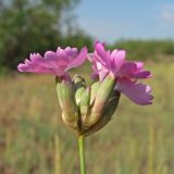 Dianthus platyodon. Верхушка цветущего растения. Украина, Луганская обл, Славяносербский р-н, надпойменная песчаная терраса р. Северский Донец. 31.05.2012.