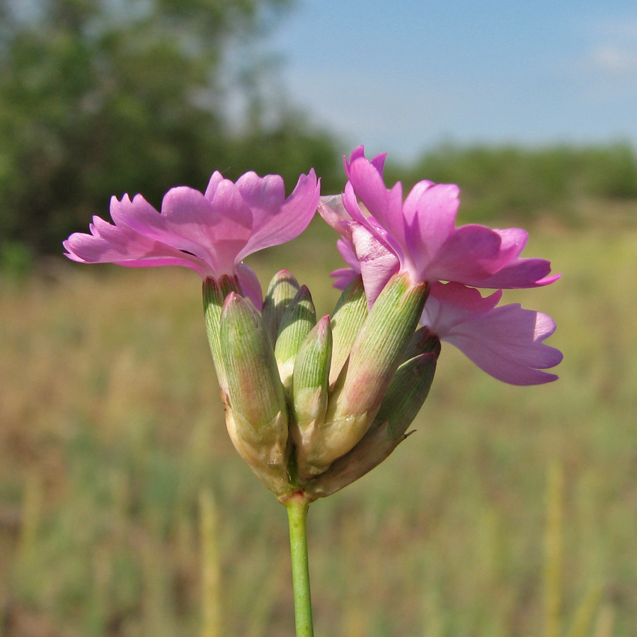 Изображение особи Dianthus platyodon.