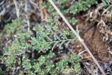 Astragalus versicolor