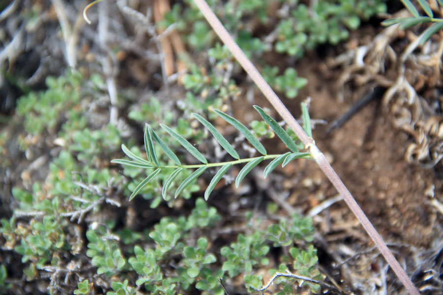 Image of Astragalus versicolor specimen.