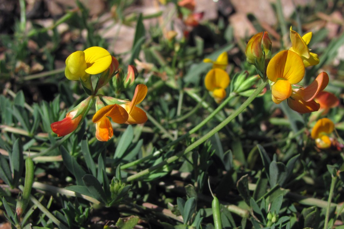 Изображение особи Lotus corniculatus.