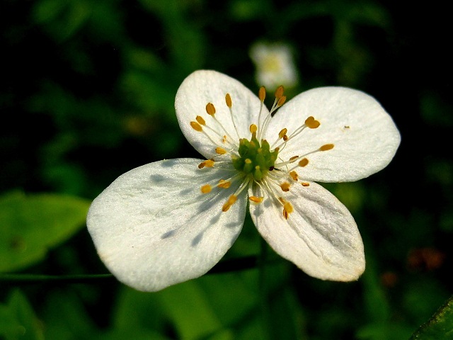 Изображение особи Anemonidium dichotomum.