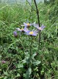 Aster bessarabicus