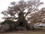 Plicosepalus acaciae. Растение в кроне Acacia raddiana. Израиль, долина Арава, окрестности пос. Йетвета. 09.07.2012.